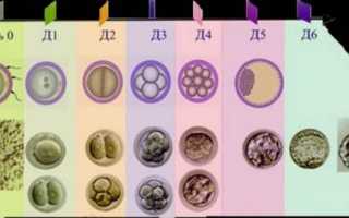 Развитие эмбриона по дням после переноса при ЭКО
