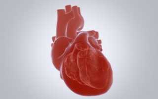 Строение сердца человека и его функции