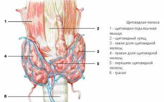 Щитовидная железа после родов: тиреоидит, его симптомы, лечение и совместимость с лактацией